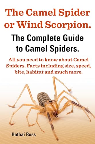 The Camel Spider or Wind Scorpion. the Complete Guide to Camel Spiders. All You Need to Know about Camel Spiders. Facts Including Size, Speed, Bite an