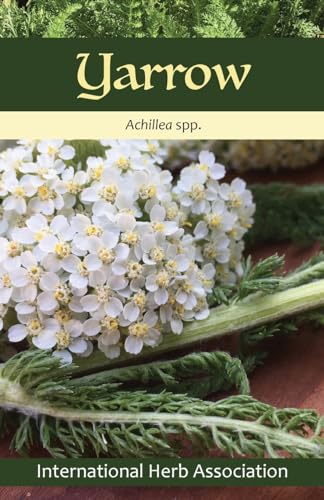 Yarrow